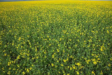 《最终幻想战略版：伊瓦利斯编年史》实机战斗片段